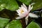 Beautiful white water lily Marliacea Rosea in the right part of the pond on the background of dark leaves.