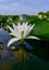 Beautiful white water lily (Nymphaea alba) flowers on the water surface in the lake Kugurluy, Ukraine