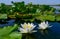 Beautiful white water lily (Nymphaea alba) flowers on the water surface in the lake Kugurluy, Ukraine