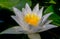 Beautiful white water lily (Nymphaea alba) flowers on the water surface in the lake Kugurluy, Ukraine