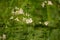 Beautiful white water violet bach flowers blossoming in the forest pond.