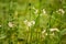 Beautiful white water violet bach flowers blossoming in the forest pond.