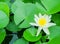 Beautiful white waterlily or lotus flower with green leaf in pond