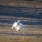 A beautiful white whooper swans on the frosty field in the spring morning. Common swan resting on land.