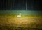 Beautiful, white whooper swans resting in the sunny field during spring morning. Cygnus cygnus in spring landscape