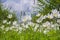 Beautiful white wildflowers of anemones bloom in the garden. Anemone sylvestris