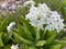 Beautiful white wildflowers on the green slopes of northern Elbrus