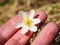 Beautiful white windflower between caucasian human fingers