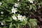 Beautiful white windflowers Anemone nemorosa photographed in Finland