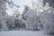 Beautiful white winter landscape. Snowy winter in a deciduous forest with a deep snow carpet on the ground, bowed branches of