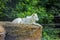 Beautiful white wolf in forest