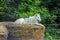 Beautiful white wolf in forest