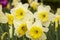 Beautiful white and yellow daffodils blooming outside