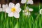 Beautiful White and yellow daffodils. Yellow and white narcissuses in a garden. Soft focus