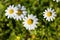 Beautiful white and yellow Daisy, Bellis perennis, probably Anthemis maritima, commonly named sea mayweed or sea chamomile