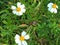 beautiful white and yellow flower abstract picture on the roadside