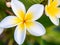 A beautiful white and yellow frangipanni flower close up in Adelaide South Australia on 21st January 2020