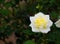 Beautiful white yellow hybrid rose flower at a botanical garden.