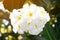 Beautiful white and yellow plumeria frangipani flowers and sunlight in nature