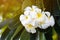 Beautiful white and yellow plumeria frangipani flowers and sunlight in nature