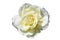 Beautiful white-yellow rose