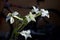 Beautiful white and yellow trumpet flowers of nicotiana alata jasmine tobacco plant