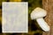 Beautiful white young inedible fungus Pholiota populnea on the tree trunk closeup. Space for text.