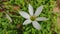 Beautiful white Zephyranthes atamasca flower