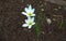 Beautiful white Zephyranthes Minuta flowers in the garden.