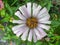 Beautiful white zinnia flower with middle angle view potrait