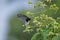 Beautiful Whitehead Batwing butterfly on flower