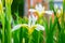 Beautiful whiter irises grow up surrounded by green leaves, bright interesting flowers.