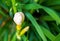 Beautiful whiter irises grow up surrounded by green leaves, bright interesting flowers.