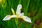 Beautiful whiter irises grow up surrounded by green leaves, bright interesting flowers.