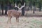 Beautiful whitetail buck