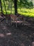 Beautiful whitetail deer with spots and horns at zoo