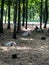 Beautiful whitetail deer with spots and horns at zoo