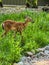 Beautiful whitetail deer in Wisconsin nature center