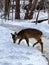 Beautiful whitetail deer during Wisconsin winter
