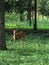 Beautiful whitetail deer in woods