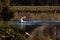 A beautiful whooper swan, Cygnus cygnus on a quiet place at a flooded river