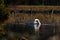 A beautiful whooper swan, Cygnus cygnus on a quiet place at a flooded river