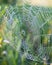 Beautiful wicker web, spider wove a large web of spiderwebs for insect fishing, background