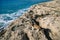 Beautiful wide angle sunny view on rocks textured beach and sea landscape with a cat in Cyprus Aiya Napa