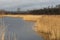 Beautiful wide creek with golden reed beds at the edges in winter