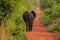 Beautiful Wild African Elephants in the Mole National Park, the largest wildlife refuge in Ghana