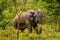 Beautiful Wild African Elephants in the Mole National Park, the largest wildlife refuge in Ghana