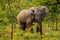 Beautiful Wild African Elephants in the Mole National Park, the largest wildlife refuge in Ghana