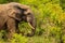 Beautiful Wild African Elephants in the Mole National Park, the largest wildlife refuge in Ghana