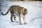 Beautiful wild amur tiger on snow